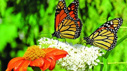 হারিয়ে যাচ্ছে প্রজাপতি