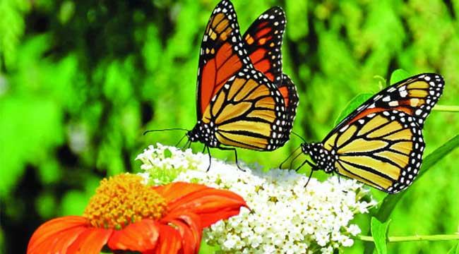 হারিয়ে যাচ্ছে প্রজাপতি
