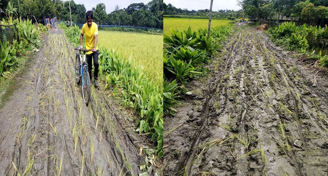 পাকা না হওয়ায় রাস্তায় ধানের ‘চারা’ রোপণ করে এলাকাবাসীর প্রতিবাদ