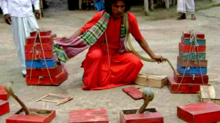 সাপের কামড়ে প্রাণ গেল সাপুড়ের