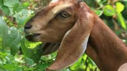 ছাগলের ক্ষেত খাওয়াকে কেন্দ্র করে বৃদ্ধা খুন