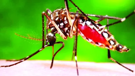 ডেঙ্গু : ইতিহাসের ফিরে আসা রোগ