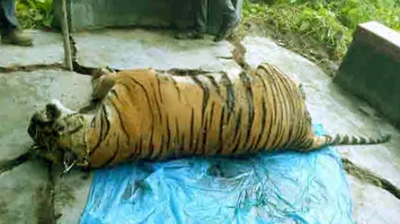 সুন্দরবনে ঝরে গেলো আরেকটি বাঘিনির প্রাণ