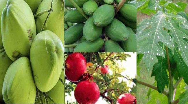 ডেঙ্গু রোগীর খাবার নিয়ে রমরমা বাণিজ্য