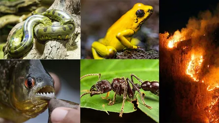 অ্যানাকোন্ডা থেকে পিরানহা, দাবানলের গ্রাসে এসব প্রাণী