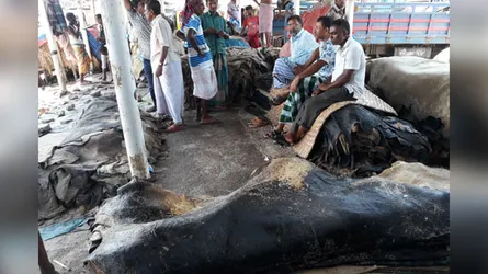 চামড়ার ক্রয়মূল্য ৩৭৫ টাকা, বিক্রয়মূল্য ৩৬ টাকা