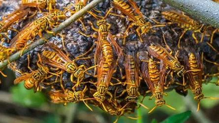 পলাশে ভিমরুলের কামড়ে দিনমজুরের মৃত্যু