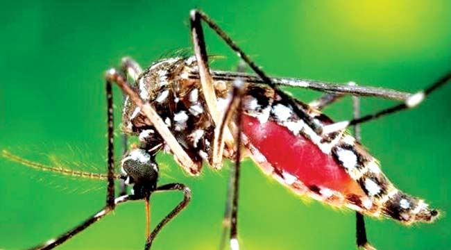 খুমেকে ডেঙ্গুতে পিরোজপুরের এক নারীর মৃত্যু