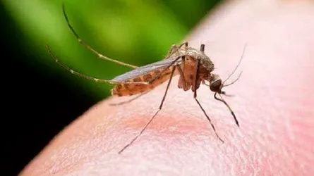 দেড় মাস ডেঙ্গুর সাথে লড়াই করে হারলেন হাফিজুল
