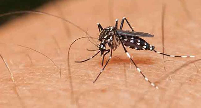 মশা মারার ব্যয় বেড়ে তিন গুণ