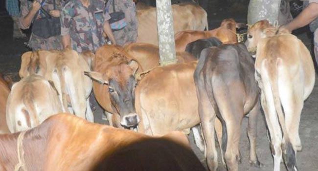 বিজিবির অভিযানে ১৪ ভারতীয় গরু আটক