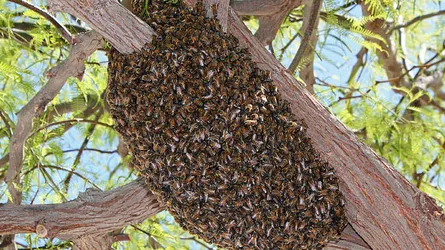 তাড়াশে ভিমরুলের কামড়ে নারী-শিশুসহ আহত ৫