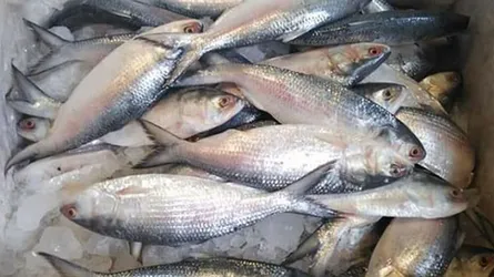 হঠাৎ মেঘনায় ইলিশ, ধরা পড়ছে ঝাঁকে ঝাঁকে