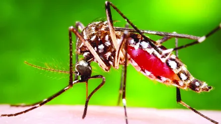 সাতক্ষীরায় ডেঙ্গুতে গৃহবধূর মৃত্যু