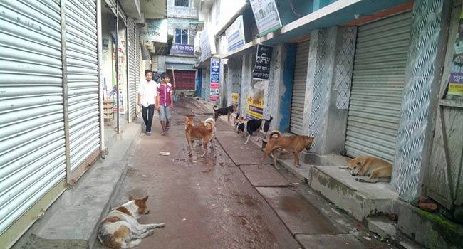 কুকুরের উৎপাত, আতঙ্কে পথচারীরা
