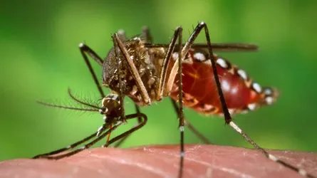 আরো ভয়াবহ অবস্থার অপেক্ষা : ডেঙ্গুর শেষ সেরুটাইপটি রয়েই গেছে