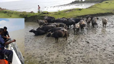হাতিয়ায় ইলিশের জালে ২২ ভাসমান মহিষ