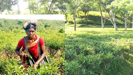 বাঁশখালীতে বছরে ১০ লাখ কেজি চা পাতা উৎপাদনের লক্ষ্য