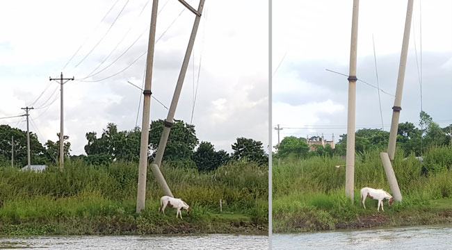 সিরাজদিখানে ১১ হাজার ভোল্ট বিদ্যুৎ লাইনের খুঁটি ভেঙ্গে পড়েছে