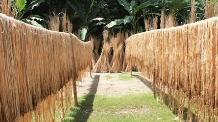 চৌগাছায় পাট চাষীদের বিঘা প্রতি লোকসান ৮ হাজার টাকা