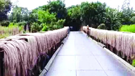 চৌগাছায় পাট চাষে বিঘাপ্রতি ৮ হাজার টাকা লোকসান