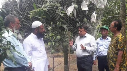 নতুন প্রজাতির আম ‘গৌরমতি’ বিক্রি হচ্ছে ৫০০ টাকা কেজি দরে