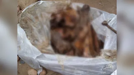 বাসের কাউন্টারে মানুষের মাথার খুলিসহ চার বস্তা হাড়