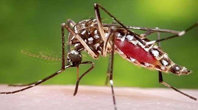 মশার কামড় ও ডেঙ্গুভীতি