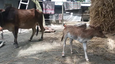 গলাচিপায় তিন পা বিশিষ্ট গরুর বাছুর প্রসব