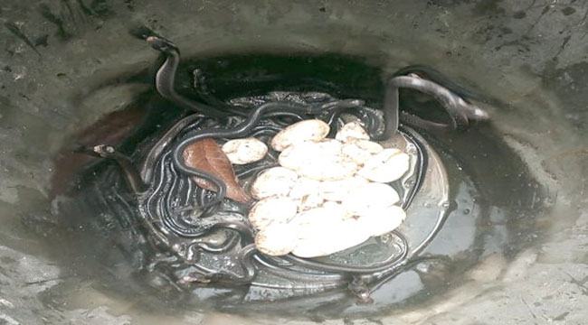 ইটের স্তূপ থেকে বের হলো মাসহ ৪৮ গোখড়া
