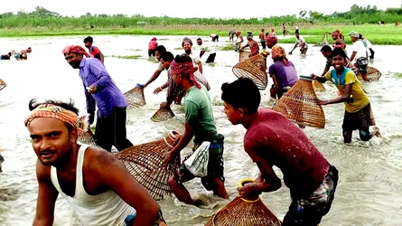 দেশী মাছ ধরতে ঐতিহ্যবাহী পলো বাইচ