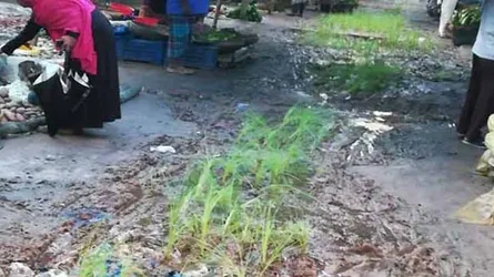 সব্জি বাজারে ধানের চারা রোপণ করে প্রতিবাদ