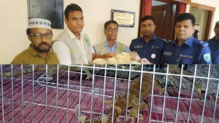 কোটি টাকার ৫ তক্ষকসহ র‌্যাবের হাতে ধরা