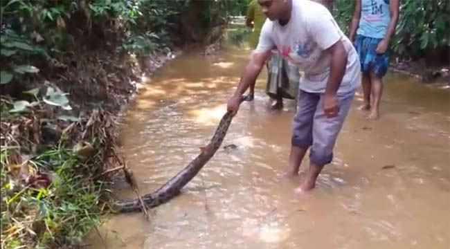 ধরা পড়ল বিশাল অজগর(ভিডিও)