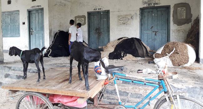 যে ইউপি ভবনে গরু-ছাগলের বসবাস
