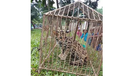 সুনামগঞ্জ সীমান্তে চিতা বাঘের শাবক আটক