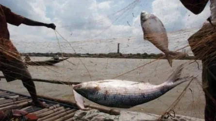 বুধবার থেকে ২২ দিন ইলিশ ধরা নিষিদ্ধ