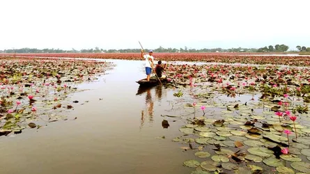 তুমি সুতোয় বেঁধেছ শাপলার ফুল, নাকি তোমার মন...