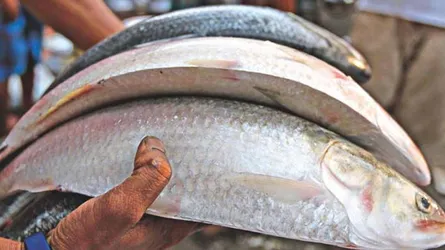 মাইকিং করে গভীর রাত পর্যন্ত ইলিশ বিক্রি