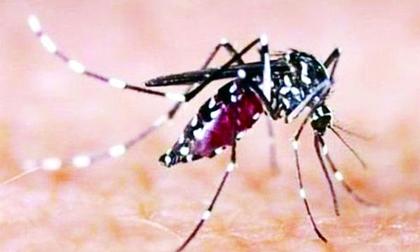 এডিশ মশা কমছে, এবার কিউলেক্স