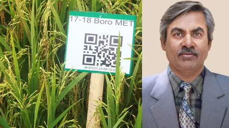 ব্লাস্ট প্রতিরোধী উচ্চফলনশীল ধানের জাত উদ্ভাবন