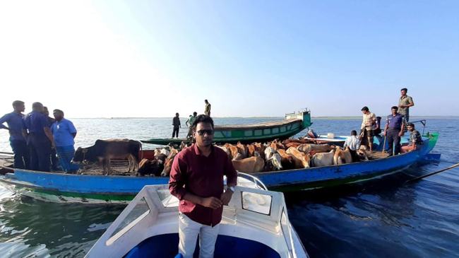 টাংগুয়ার হাওর থেকে ভারতীয় ৩৯টি গরু আটক