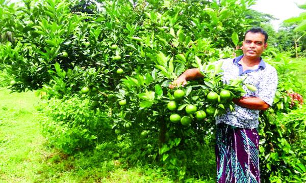 গৌরনদীতে বারি-১ জাতের মাল্টা চাষে সাফল্য