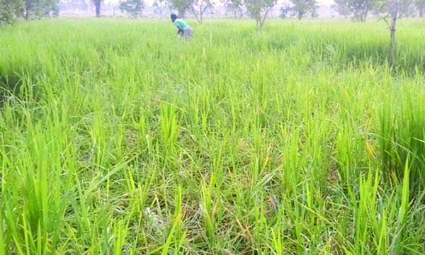 বাগাতিপাড়ায় আমন ক্ষেতে ইঁদুরের হানায় দিশেহারা কৃষক
