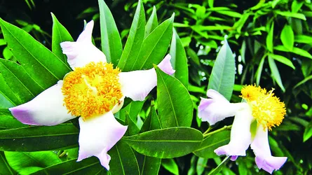 নাগেশ্বর গাছপালা