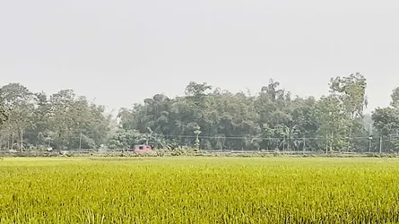 ফুলবাড়ী সীমান্তের জিরো পয়েন্টে বিএসএফের কাঁটাতারের বেড়া নির্মাণ