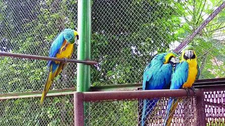 বঙ্গবন্ধু শেখ মুজিব সাফারি পার্কে একদিন
