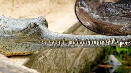 ঘড়িয়ালের একটি বাচ্চার জন্য