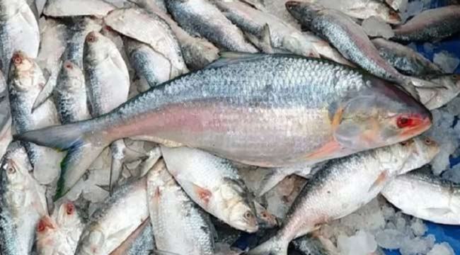 ইলিশ শিকার শুরু