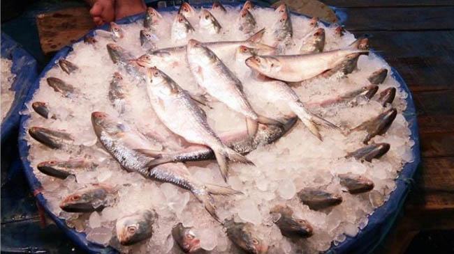 নিষেধাজ্ঞা শেষে ইলিশে সয়লাব চাঁদপুর